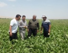 بازدید تخصصی محققان مرکز تحقیقات کشاورزی بروجرد از کانون یادگیری «چغندرقند» در روستای کاروانه