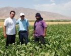 بازدید تخصصی محققان مرکز تحقیقات کشاورزی بروجرد از کانون یادگیری «چغندرقند» در روستای کاروانه