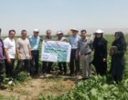 بازدید تخصصی محققان مرکز تحقیقات کشاورزی بروجرد از کانون یادگیری «چغندرقند» در روستای کاروانه