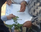 برگزاری کارگاه آموزشی «مدرسه در مزرعه» (FFS) لوبیا در شهرستان ازنا؛ گامی مؤثر در تلفیق دانش بومی و یافته‌های فنی