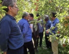 «کیل‌گیری» و «روز مزرعه» سیب درختی در باغ‌های روستای شیخ‌میری سادات برگزار شد