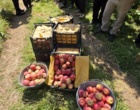 «کیل‌گیری» و «روز مزرعه» سیب درختی در باغ‌های روستای شیخ‌میری سادات برگزار شد