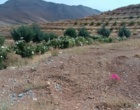 بازدید معاون آموزش و تحقیقات کشاورزی لرستان از مجموعه دانش‌بنیان آلکان کشت الیگودرز / تأکید بر تجاری‌سازی و توسعه پایدار زنجیره ارزش گیاهان دارویی