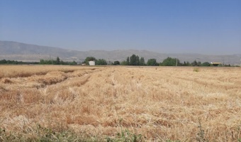 آغاز برداشت گندم از مزارع ایستگاه تحقیقات چندمنظوره سراب چنگایی خرم‌آباد