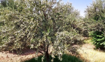 باغ زیتون سراب چنگایی در مسیر بهبود؛ از ترمیم شبکه آبیاری تا کنترل آفات و افزایش بهره‌وری
