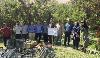 «کیل‌گیری» و «روز مزرعه» سیب درختی در باغ‌های روستای شیخ‌میری سادات برگزار شد
