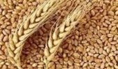 تأمین ۹۸ درصد بذر اولیه محصولات اساسی در داخل کشور