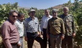 هرس غیر اصولی عامل اصلی اُفت محصول