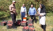 برگزاری روز مزرعه برداشت سیب و کیل‌گیری سیب درختی در بروجرد
