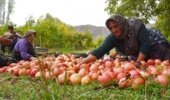 مهم‌ترین آفت تهدیدکننده باغ‌های انار لرستان