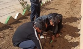 آماده سازی و کاشت پیاز سیر توسط هنرجویان پایه دهم و یازدهم با هدایت مربیان