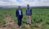 پایداری پروژه‌های تحقیقاتی سراب چنگایی با حضور فعال مدیران و پایش دقیق مزارع