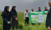 روز انتقال یافته‌های تحقیقاتب «مبارزه با عوامل خسارت‌زای مزارع گندم؛ سن غلات و بیماری زنگ زرد»