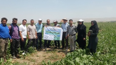 بازدید تخصصی محققان مرکز تحقیقات کشاورزی بروجرد از کانون یادگیری «چغندرقند» در روستای کاروانه
