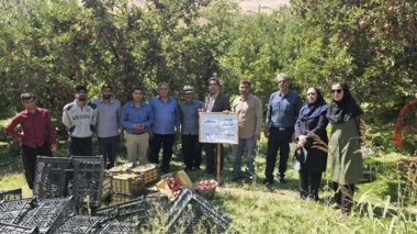 «کیل‌گیری» و «روز مزرعه» سیب درختی در باغ‌های روستای شیخ‌میری سادات برگزار شد