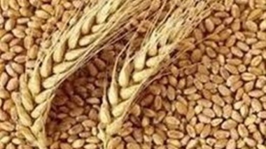 تأمین ۹۸ درصد بذر اولیه محصولات اساسی در داخل کشور