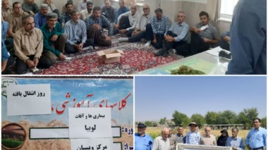 برگزاری روز انتقال یافته‌ها با عنوان "آفات و بیماری‌های لوبیا"