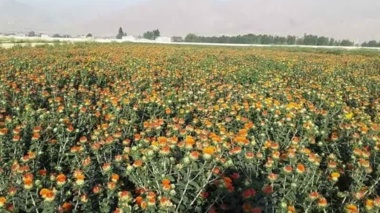 رکوردشکنی ملی در تولید بذر گلرنگ؛ ۲۵۰۰ کیلوگرم در هکتار در بروجرد ثبت شد