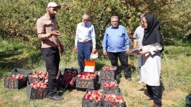 برگزاری روز مزرعه برداشت سیب و کیل‌گیری سیب درختی در بروجرد