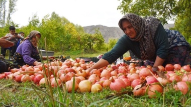 مهم‌ترین آفت تهدیدکننده باغ‌های انار لرستان